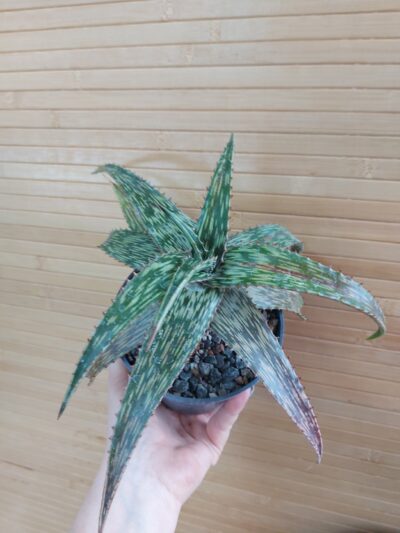 Aloe somaliensis