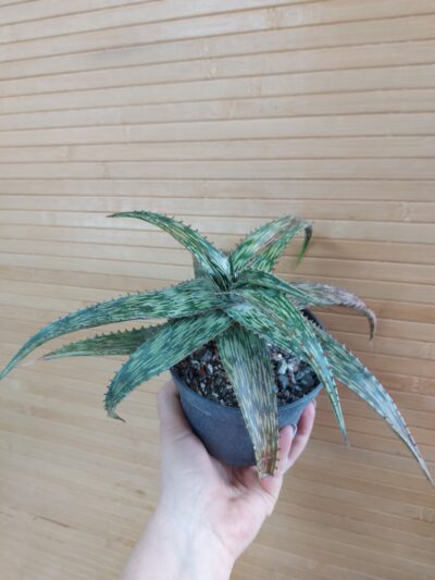 Aloe somaliensis - Зображення 2