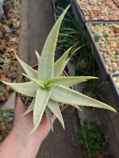 Aloe variegata (vera x vito) - Зображення 3