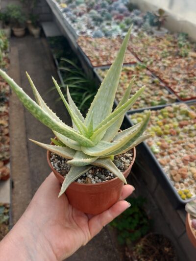 Aloe variegata (vera x vito) - Зображення 4