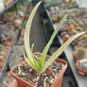 Aloe variegata (vera x vito)
