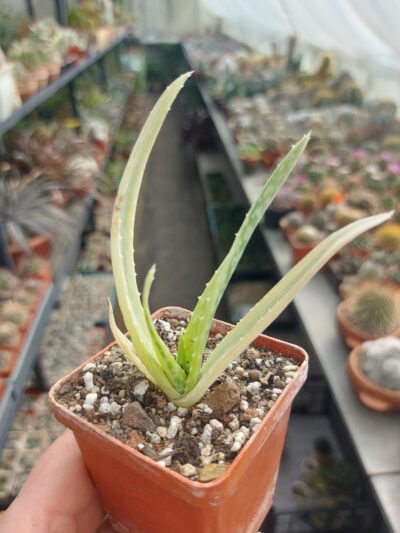 Aloe variegata (vera x vito)