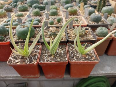 Aloe variegata (vera x vito) - Зображення 2