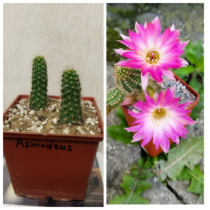Chamaecereus hybrid Asmodeus Pan20.26.152 | 14