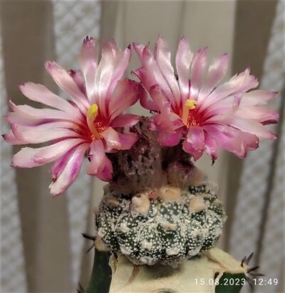 astrophytum-asterias-kikko-f.roseoflora-av1 - Зображення 2