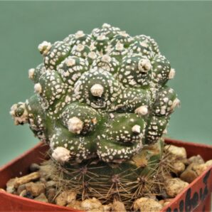 astrophytum-asterias-kikko-f.roseoflora-av1