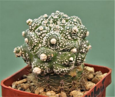 astrophytum-asterias-kikko-f.roseoflora-av1