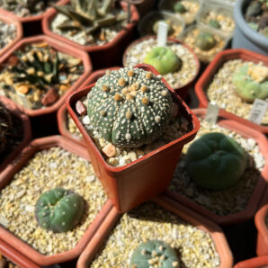 Astrophytum asterias 'Super Kabuto' White Line