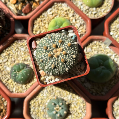 Astrophytum asterias 'Super Kabuto' White Line - Зображення 2