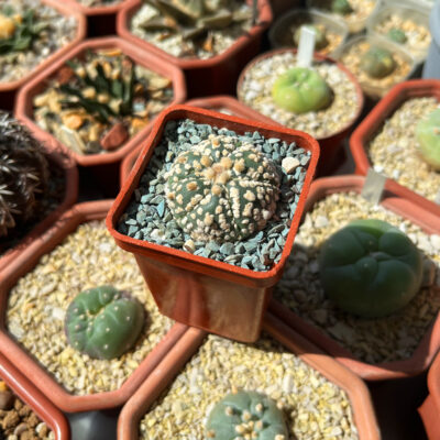 Astrophytum asterias 'Super Kabuto' - Зображення 2