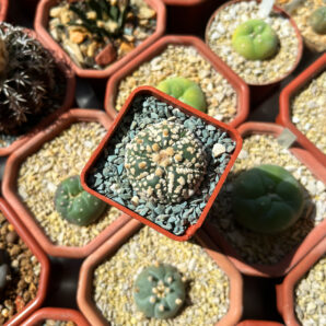 Astrophytum asterias 'Super Kabuto'