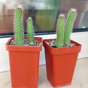 Loxanthocereus hoxeyi (borzicactus)