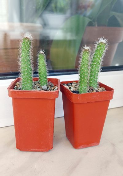 Loxanthocereus hoxeyi (borzicactus)