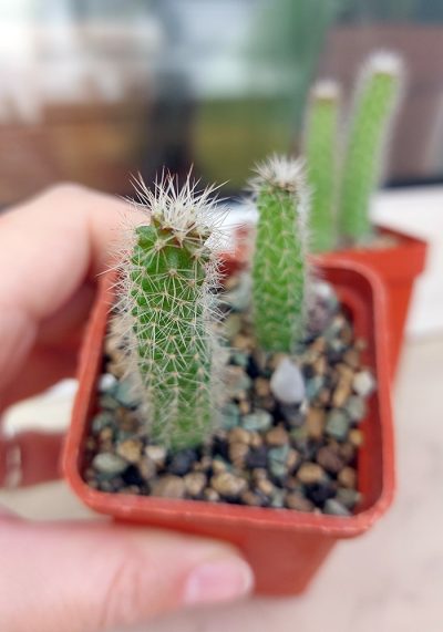 Loxanthocereus hoxeyi (borzicactus) - Зображення 2