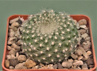 brasilicactus-haselbergii