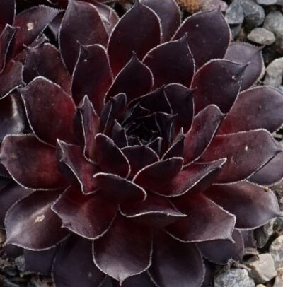 Sempervivum "BURNT EMBERS"