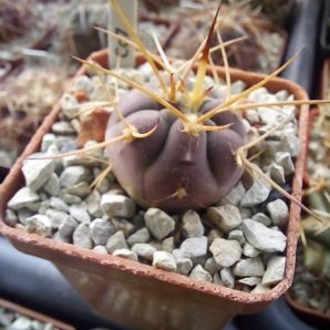 GYMNOCALYCIUM cardenasianum VG-1202