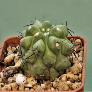 copiapoa-grandiflora
