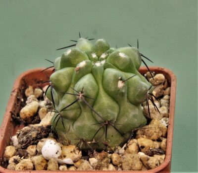 copiapoa-grandiflora