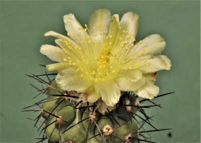 copiapoa-grandiflora - Зображення 2