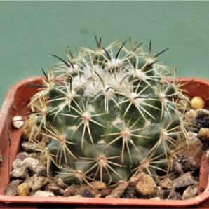 coryphantha-calipensis-3
