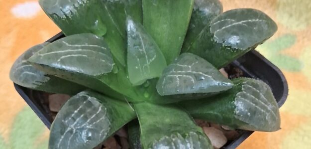 Succulent