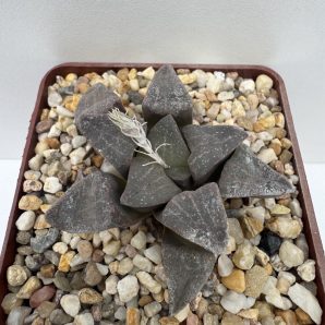 Hawortia pygmaea v. argenteo-maculosa