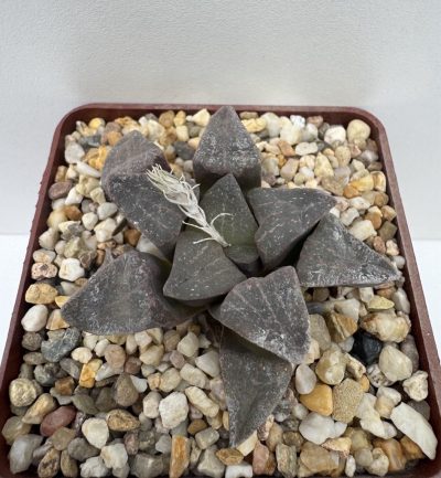 Hawortia pygmaea v. argenteo-maculosa