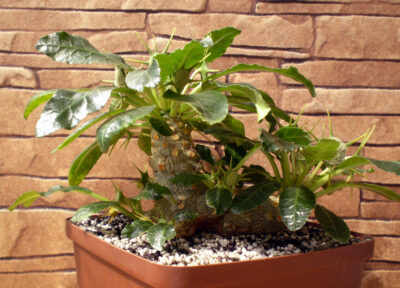 Dorstenia foetida №1 - Зображення 2