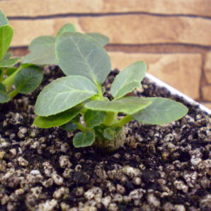 Dorstenia foetida №1