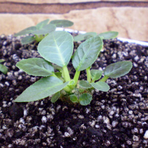 Dorstenia foetida №2