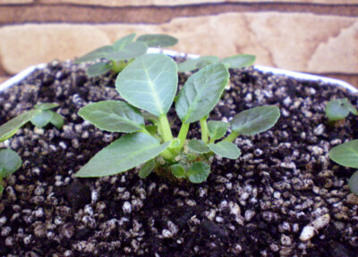 Dorstenia foetida №2