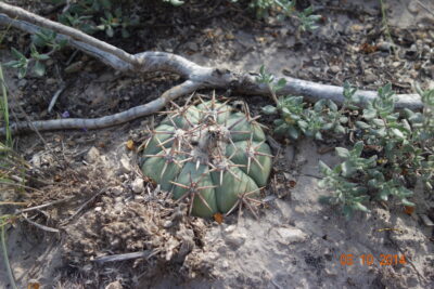 Echinocactus horizonthalonius, Huizache, SLP - Зображення 2
