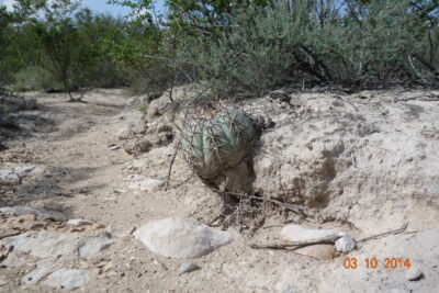 Echinocactus horizonthalonius, Huizache, SLP - Зображення 3
