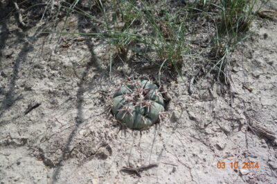 Echinocactus horizonthalonius, Huizache, SLP - Зображення 4