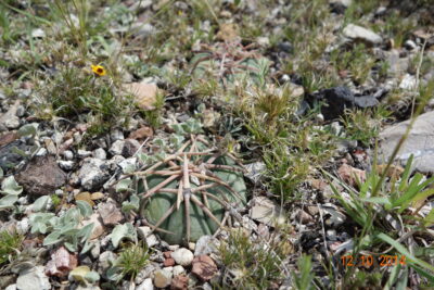 Echinocactus horizonthalonius, Mineral de Pozos, Gto - Зображення 2