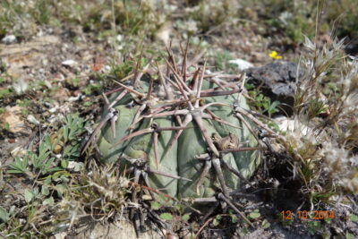 Echinocactus horizonthalonius, Mineral de Pozos, Gto - Зображення 3