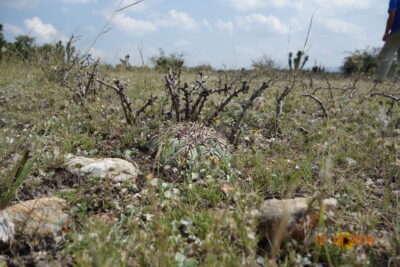 Echinocactus horizonthalonius, Mineral de Pozos, Gto - Зображення 4