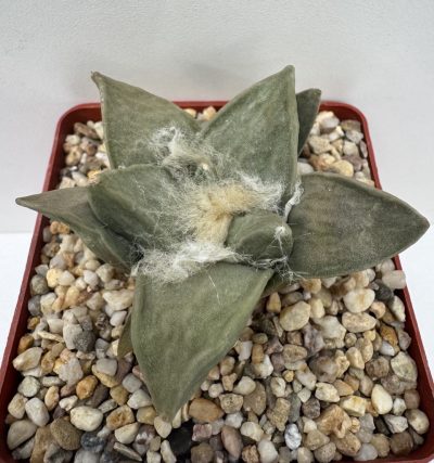 Ariocarpus retusus, Ejido San Rafael, SLP - Зображення 2