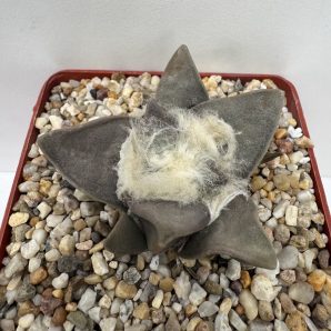 Ariocarpus retusus, Ejido San Rafael, SLP