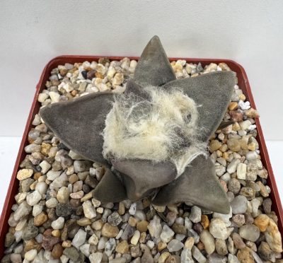 Ariocarpus retusus, Ejido San Rafael, SLP