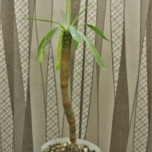euphorbia-atropurpurea-1