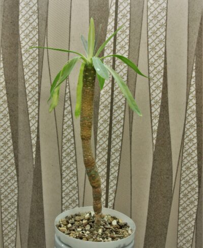 euphorbia-atropurpurea-1