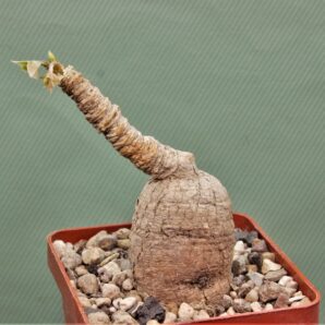 euphorbia-cremesi-grey-tuber-llakaka-madagascar-1