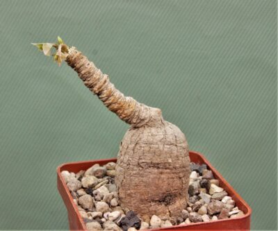 euphorbia-cremesi-grey-tuber-llakaka-madagascar-1