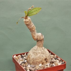 euphorbia-cremesi-grey-tuber-llakaka-madagascar-2