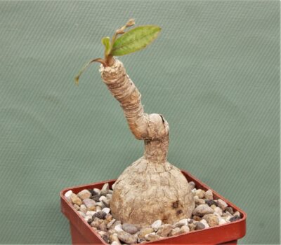 euphorbia-cremesi-grey-tuber-llakaka-madagascar-2