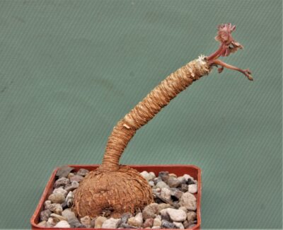 euphorbia-cremesi-red-tuber-llakaka-madagascar1