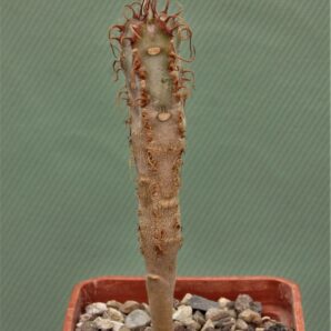 euphorbia-icharanae-1
