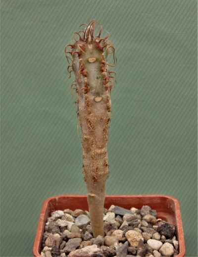 euphorbia-icharanae-1